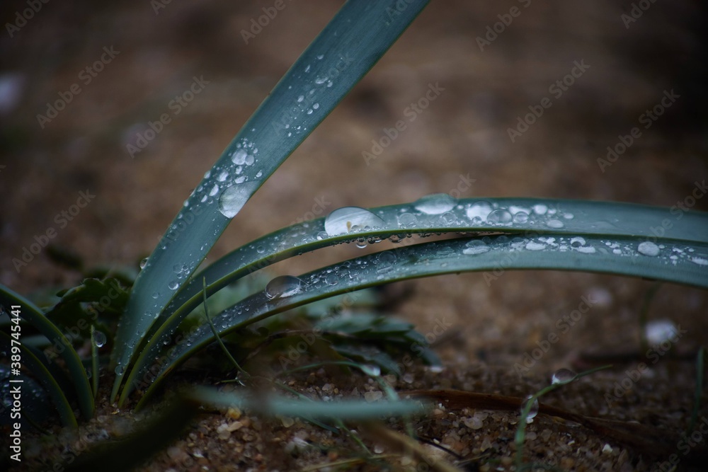 Wall mural dew on the grass