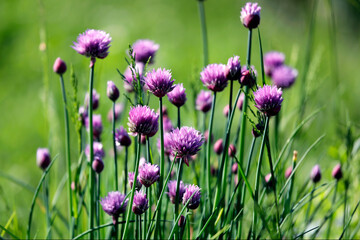 Schnittlauch Pflanze Allium schoenoprasum mit lila Blüte.