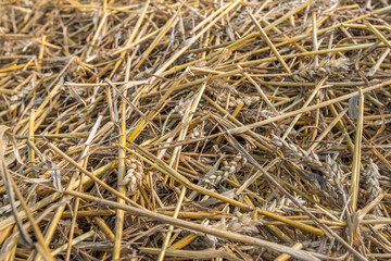Closeup of remaining straw after harvesting and threshing the grain.