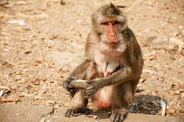 Monkey eating banana in Thailand. Hungry monkey sitting on ground and eating fruit.