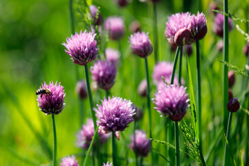 Lila Schnittlauch Pflanzen mit Blüte, Bienen, Insekten.