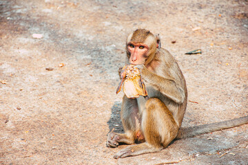 Monkey eating banana in Thailand. Hungry monkey sitting on ground and eating fruit.
