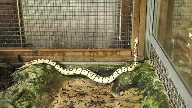 Royal python Python regius juvenile in captivity Martinique zoo clear yellow skin with brown pattern