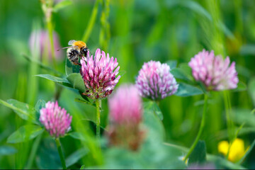 Wildblumenwiese, Magerwiese, Biene mit Rotklee (Trifolium pratense), Insekten, close up.