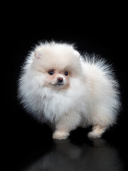 Fluffy Cute White Pomeranian Spitz Dog Standing isolated on Black Background in Front view