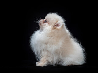 Fluffy Cute White Pomeranian Spitz Dog Standing isolated on Black Background in Front view