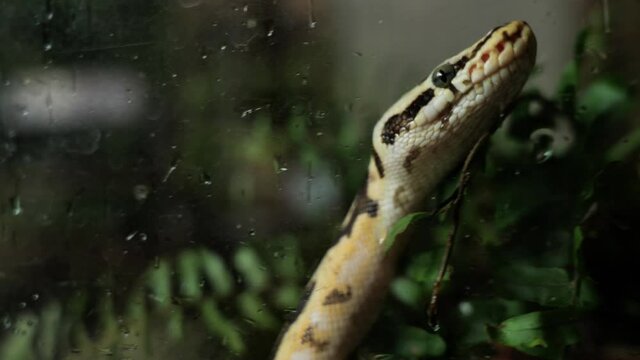 Python snake juvenile behind a glass close up portrait Martinique zoo