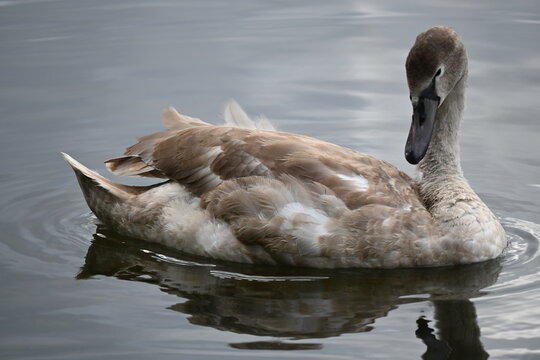 young swan on the dark lake water