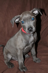 american staffordshire terrier