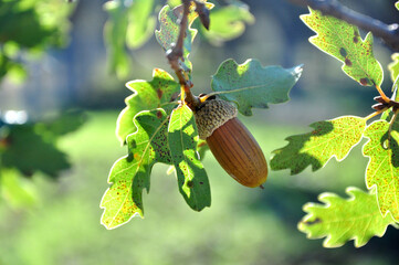 acorn on the tree