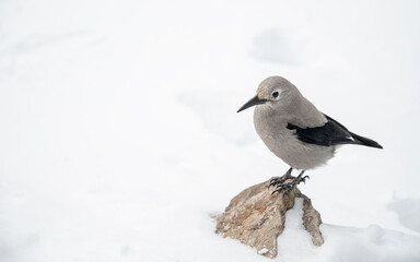 Clark’s Nutcracker (Nucifraga columbiana) standing on a rock surrounded by snow