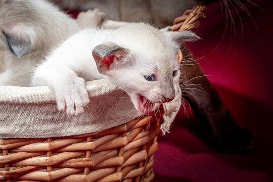 Studio photography of a siamese oriental cat on red backgrounds
