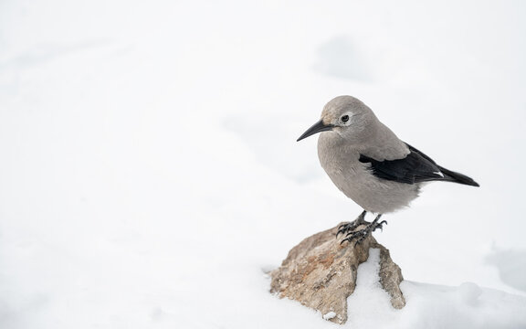 Clark&rsquo;s Nutcracker (Nucifraga columbiana) standing on a rock surrounded by snow