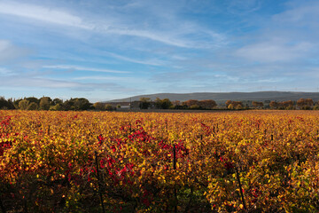 Vine landscape in autumn