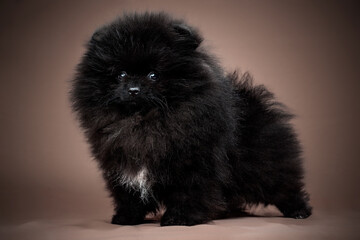 Pomeranian Spitz puppy. Cute fluffy black Spitz dog on red background. Family-friendly tiny Dwarf-Spitz pom dog.
