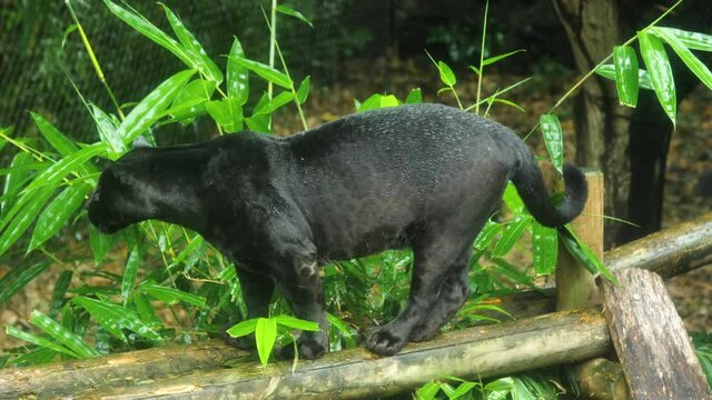 Massive black panther beautiful mammal Martinique zoo typical spotted markings melanistic color