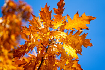 Fall oak trees, yellow orange nature background. Bright autumn leaves in the natural environment.