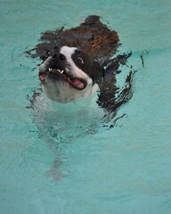 A Diving Dog