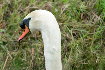 White Mute Swan with a lot of water drops on its beak