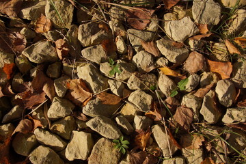 leaves background
