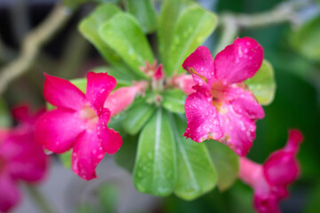 Native desert flowers pink in park