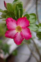 Obraz premium Native desert flowers pink