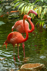 Flamingos at Butterfly World,Victoria, British, Canada 