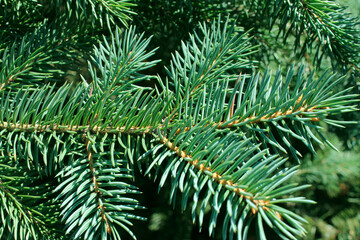 close up of pine needles winter forest