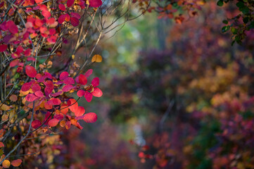 Bright autumn forest with red and orange leaves of smoke tree