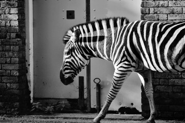Black and white zebra abstract stock photo against wall of house stable animals  profile duo tone -  stock photograph, image, picture, stock, photo, 