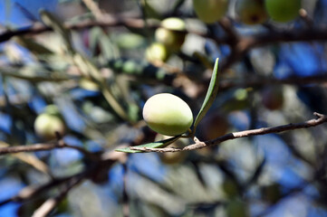 A green olive on a tree