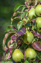 Green pears hang on a tree branch.
