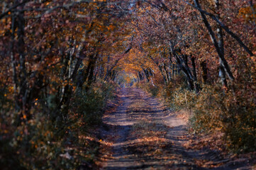 Scenic view of a old road through autumn trees