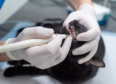 Teeth Cleaning Of The Cat In A Veterinary Clinic