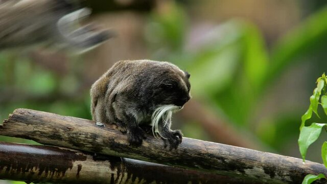 saguinus imperator emperor tamarin on a branch with a juvenile jumping over him Martinique zoo