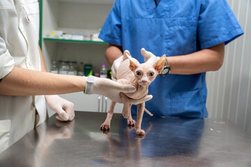 veterinarian examining sphinx cat on the table in the clinic