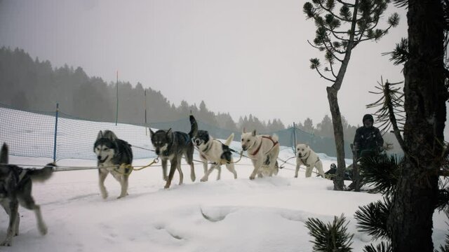 Sled Dogs running on a snowy road near a forest. Beautiful winter scene in mountain landcsape 4K