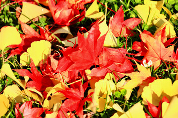 Obraz premium 落葉