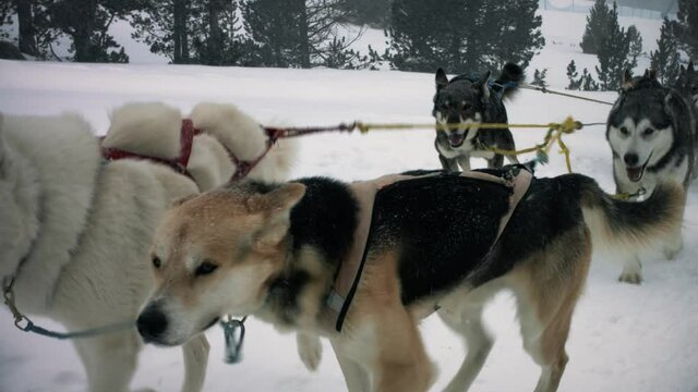 Sled Dogs running on a snowy road near a forest. Beautiful winter scene in mountain landcsape - close view 4K