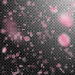 Sakura petals falling down. Romantic pink flowers 