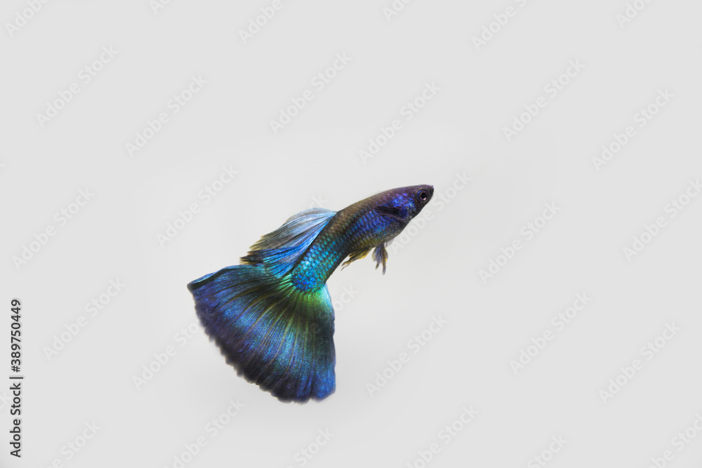 Wall mural male blue moscow guppy on white