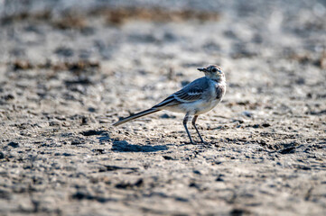 Close up of young white wagtail on the ground
