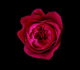Abstract flower with pink rose on black background - Valentines, Mothers day, anniversary, condolence card.  Beautiful rose. close up roses . St James park
