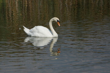 Swimming Swan Reflectiong