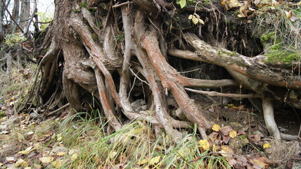 Bare tree roots