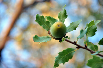 acorn on an oak tree during autumn