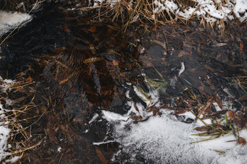 Forest stream in late autumn