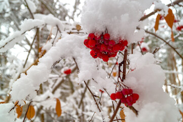 Winter forest