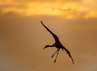 Sandhill Crane Landing, near Lodi, California