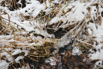 Forest stream in late autumn